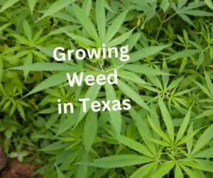 growing weed in texas illegal